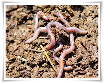 howtoraiseearthworms