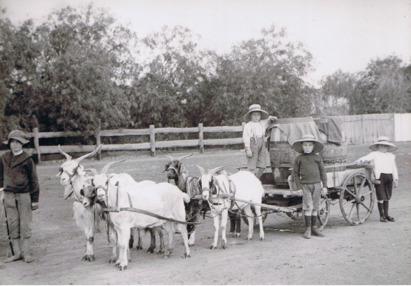 goatcart goatcart