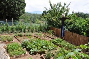 backyardfarming1