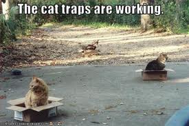 cattraps2