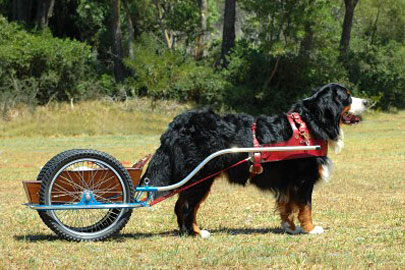 dogcart