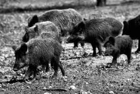feralpighunting2 feralpighunting2