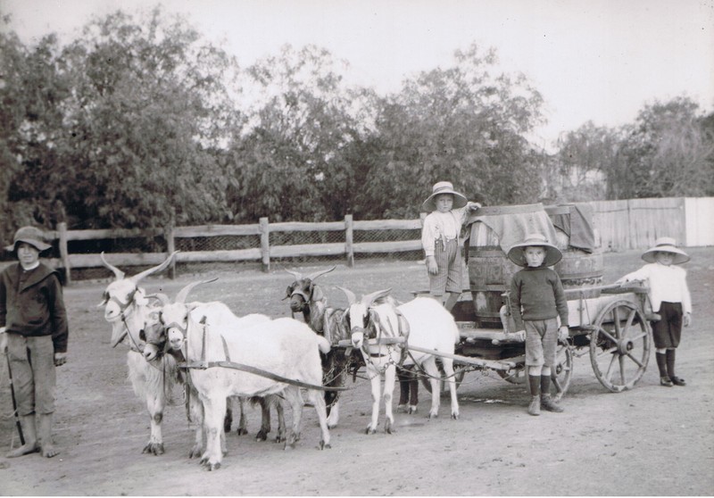 goatcart