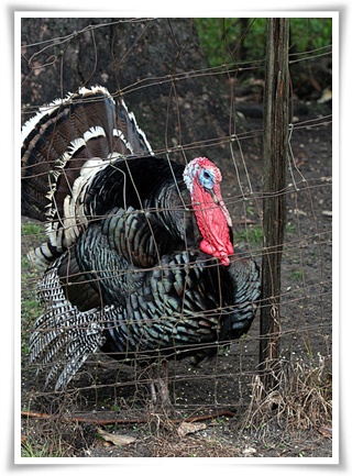 howtoraiseturkeys