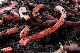 wormcomposting